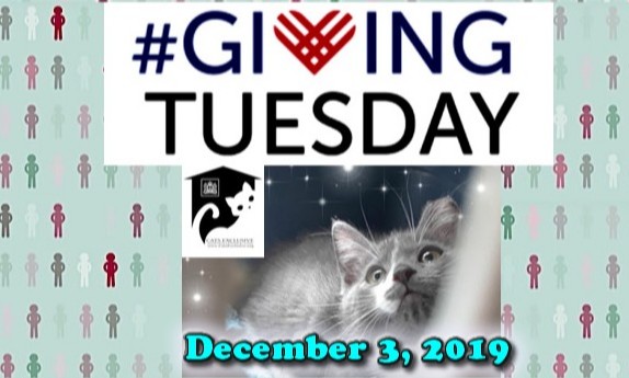 Cats Exclusive tweet media