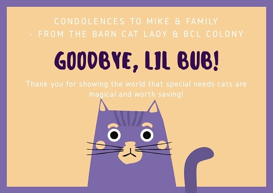 barncatlady's tweet photo. The internet cat celebrity Lil BUB passed away in her sleep December 1. She and her family have done so much for cat welfare and research. My condolences to Mike and the family for her loss. They showed the world special needs cats are magical! @iamlilbub
#barncatlady #ripbub https://t.co/7gC6OznGvh