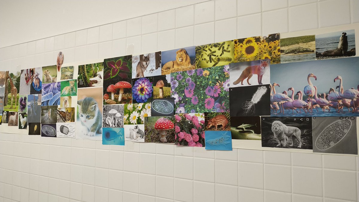 MariolaScience's tweet image. Después de clasificar en los 5 reinos los diferentes seres vivos que podemos encontrar en diferentes medios en nuestro día a día, decoramos la clase con un mural de la biodiversidad. Ha participado el alumnado de todas las unidades de #1ESO #ProfesBioGeo
