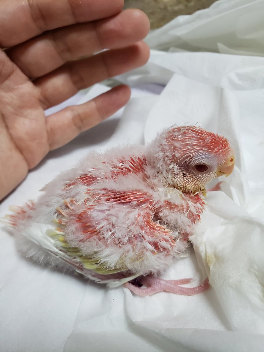 アキクサインコブルー