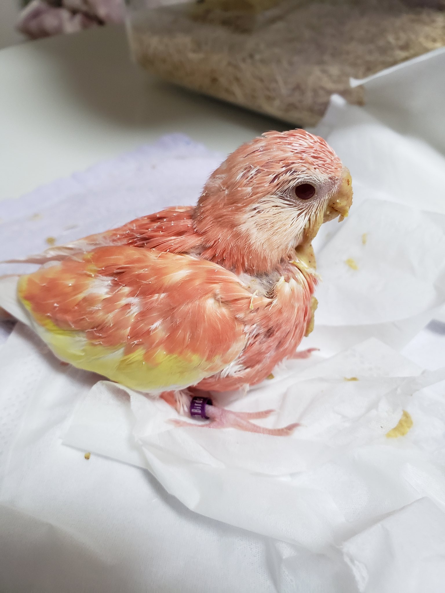 アキクサインコブルー Twitter Search Twitter