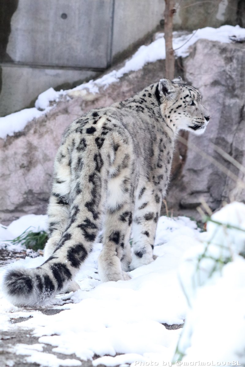 みはら まりも A Twitter 推し個体 ユキヒョウ部門はやっぱり彼女 円山動物園 シジム かっこよくて美しくて可愛いくて激しいチャーミングで大好きな子 円山動物園 ユキヒョウ シジム