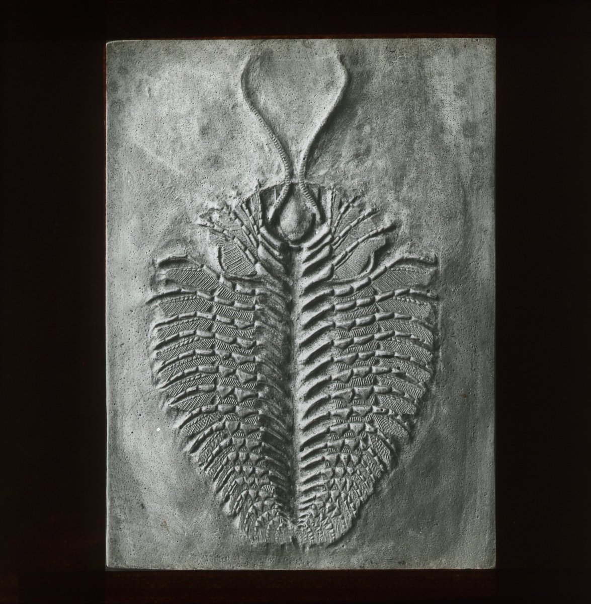 lapworthmuseum's tweet photo. This image from our #MagicLanternSlide collections shows the beautifully preserved underside of the Ordovician trilobite, Triarthrus becki. This fast moving epifaunal carnivore lived over 450 million years ago!
#TrilobiteTuesday #LapworthRocks #Palaeontology #Geology https://t.co/HM19fYTqif