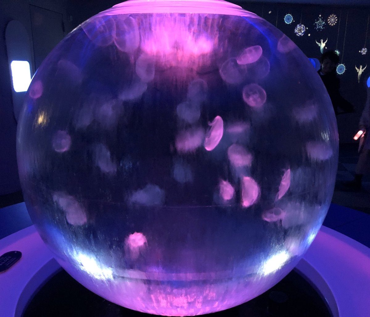 とものすけ 戦翼の麻衣さんの夢を見てる お誕生日で掲載しきれなかった写真集 えのすいのクラゲ クラゲめっちゃかわいい 2枚目は青ブタのキービジュアルみたいなの撮れた 昔から私のスマホ壁紙はクラゲです 暗いので麻衣さんと一緒に撮れませんで とものすけ 戦翼の麻衣さんの夢を見てる お誕生日で掲載しきれなかった写真集 えのすいのクラゲ クラゲめっちゃかわいい 2枚目は青ブタのキービジュアルみたいなの撮れた 昔から私のスマホ壁紙はクラゲです 暗いので麻衣さんと一緒に撮れませんで