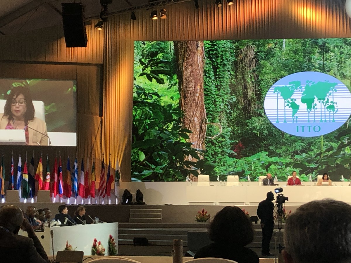 GTTNetwork's tweet photo. Ivonne Higuero, @CITES SG, summarising the outcomes of COP18 at the 55 @itto_sfm Council in Togo: "the wood identification techniques and tools have been highlighted as very much needed for CITES" https://t.co/O4cMAGWbBu