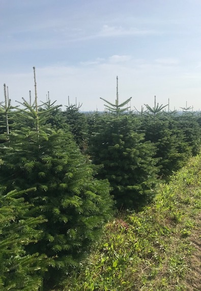 EvergreenExt's tweet image. If you are interested in purchasing Christmas Trees from us, please note the telephone number to call is 020 8773 8322. #christmastrees #christmas2019 #evergreenexteriorservices