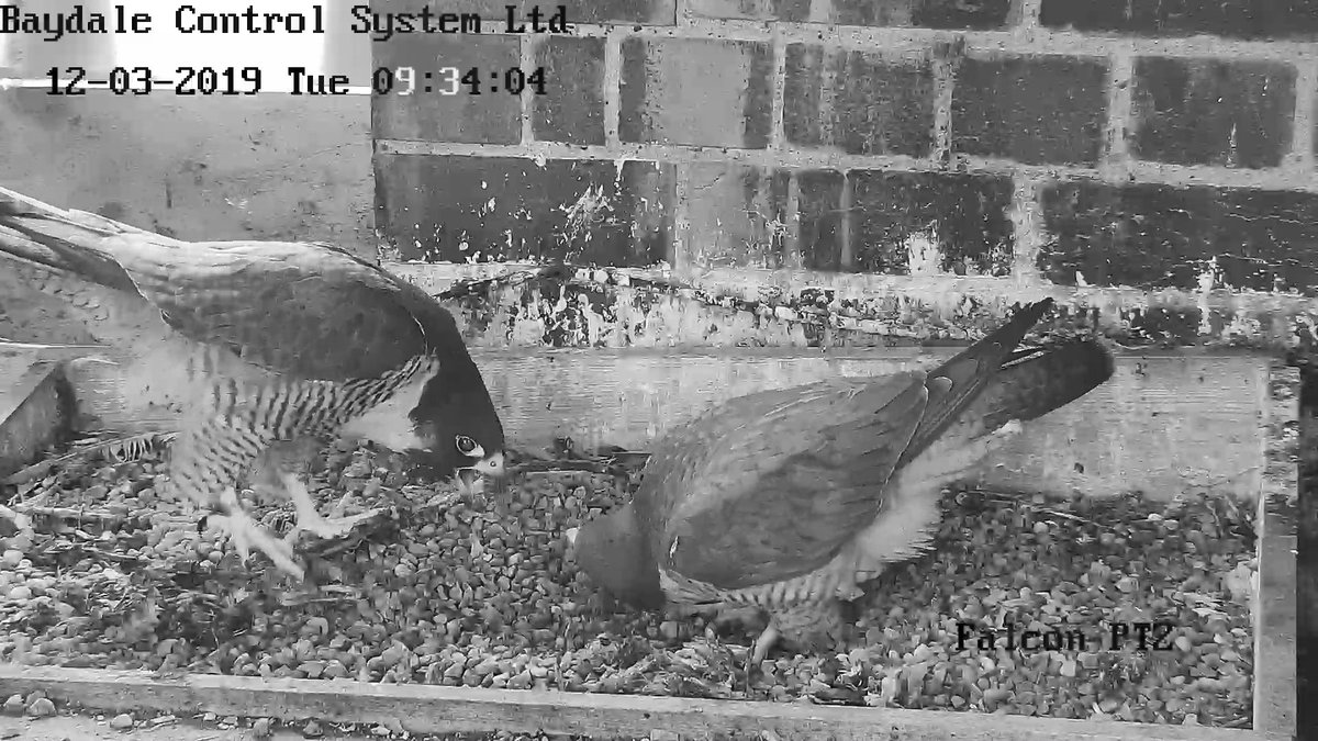 Leamington Spa Peregrines At Leamperegrines Twitter