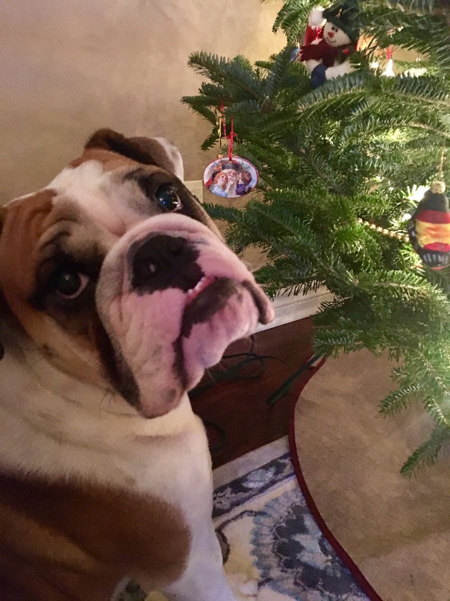 MrTruckBulldog's tweet photo. So I donโt have to pee outside anymore? I donโt get it... #ChristmasTree #Christmas #DogsofTwittter #bulldogs #Dog #treepee https://t.co/TvGjoYxL9H
