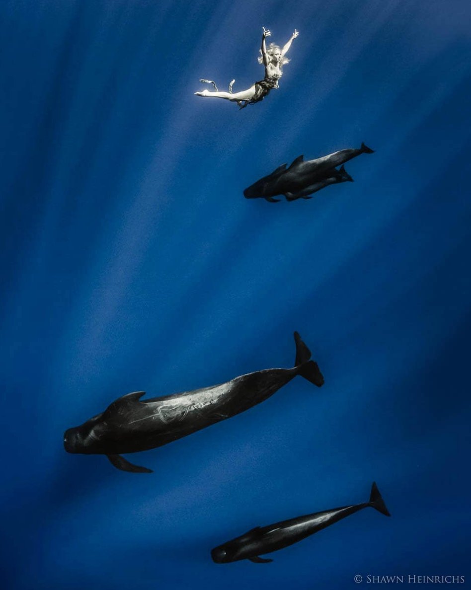 The future of the #ocean rests in our hands. Join @BlueSphereFDN as we continue to protect the ocean and its creatures. Donate today - 100% of all donations directly support our work: bit.ly/2Yai2DC #GivingTuesday

📸 <a href="/ShawnHeinrichs/">Shawn Heinrichs</a>