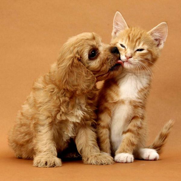 JudithsAtkinson's tweet photo. Essential Oils for Your Dogs and Cats - https://t.co/GwFn8HvaLP https://t.co/516d8mAV8p