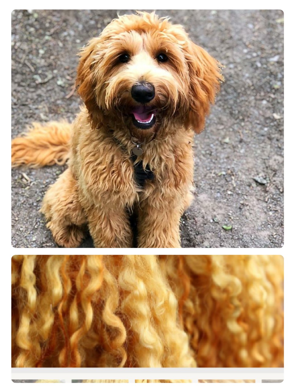 apricot aussiedoodle