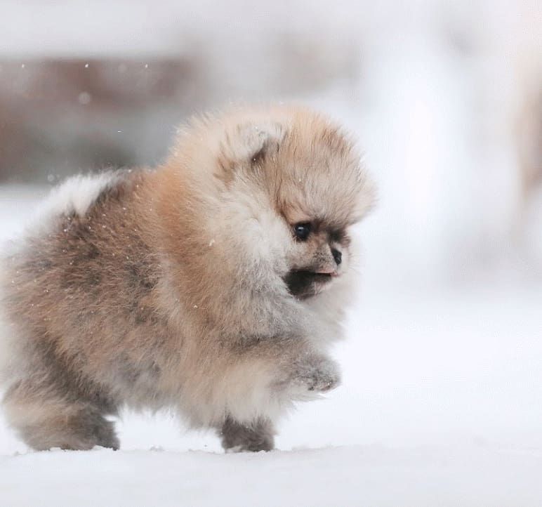 9GAG's tweet photo. Furrball in snowfall❄️

By elenajollysprite | IG https://t.co/bIBHPYc5rN