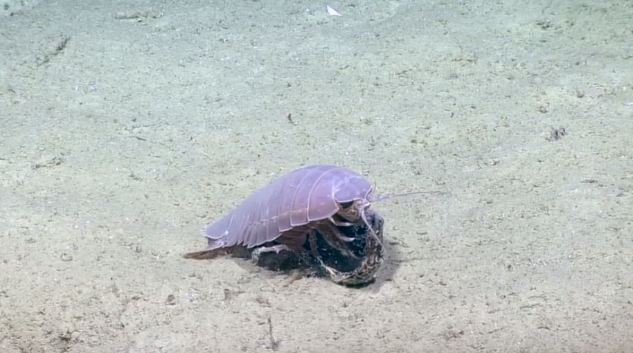 PrincessTUD's tweet image. Winner, Winner, Fish Head Dinner: 2019 Southeastern U.S. Deep-sea Exploration bit.ly/2DBbT9U @oceanexplorer #oceanexploration #seaexploration