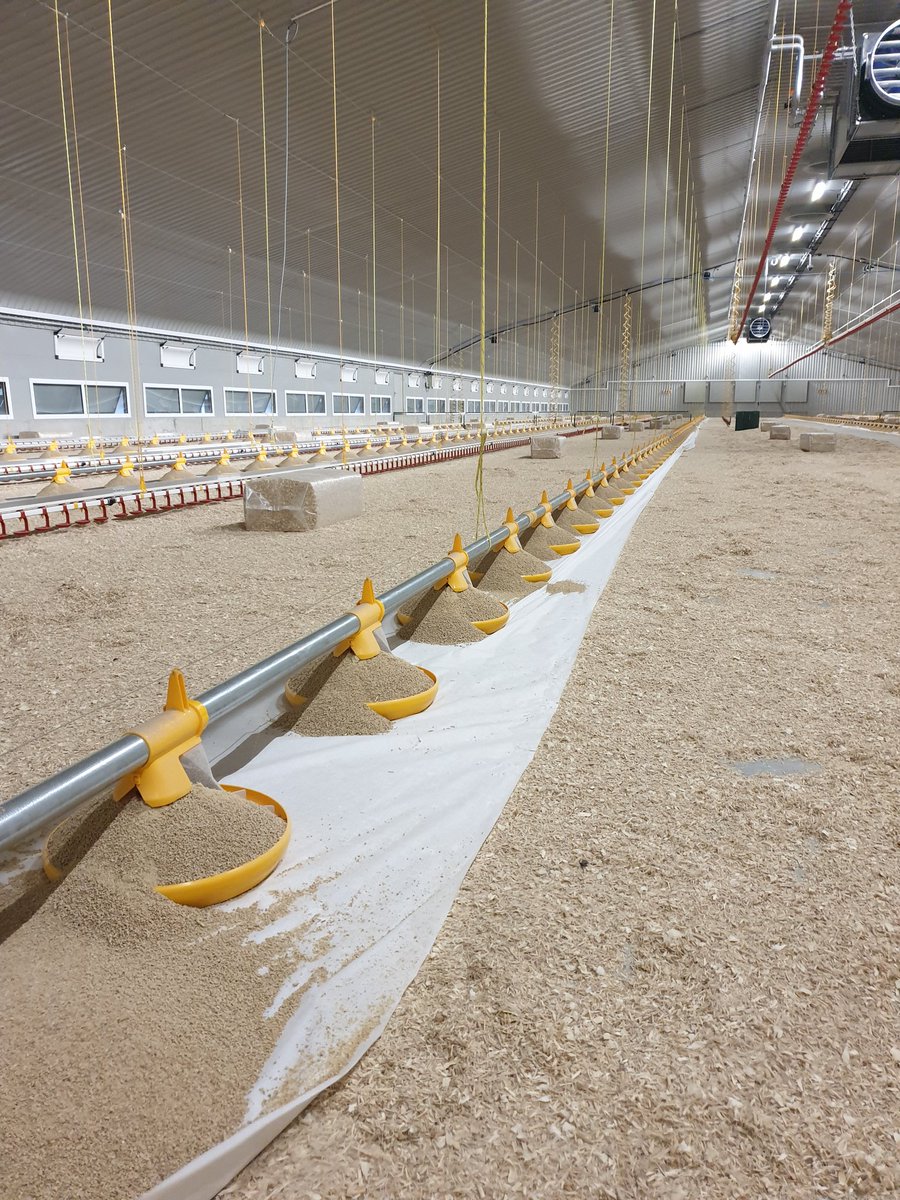 Poultry Care and Support tweet media