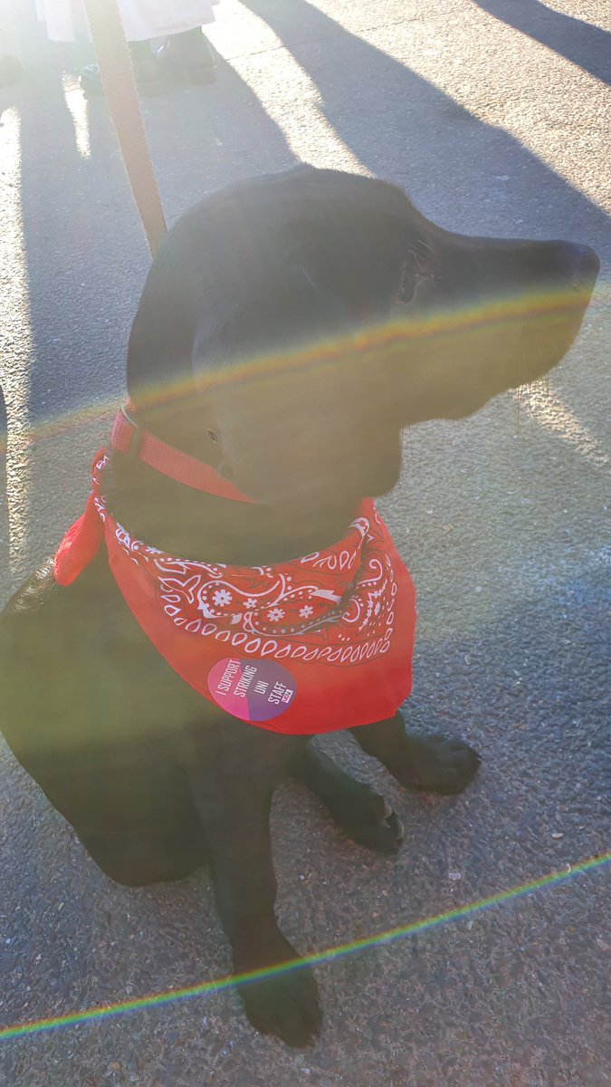 lifeafterwork_'s tweet photo. We've got some pups already! Event starting in 30 mins, friends!

#PuppersAgainstPrecarity
@sussexucu 
#UCUStrikesBack https://t.co/Y5EonTGotG