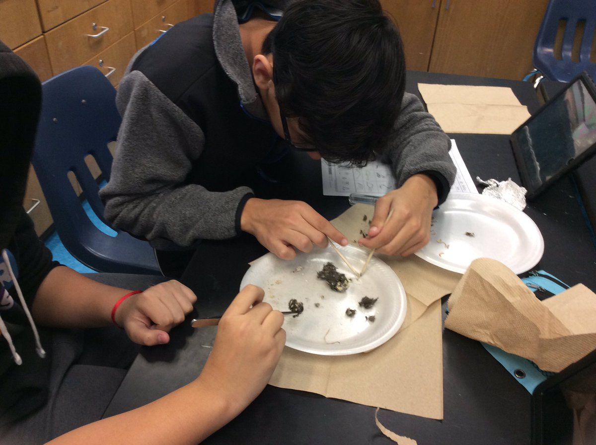 SraQuiroga's tweet photo. Disección de las bolitas de búho @APSscience @APSGunston https://t.co/2C9g9u8AfY