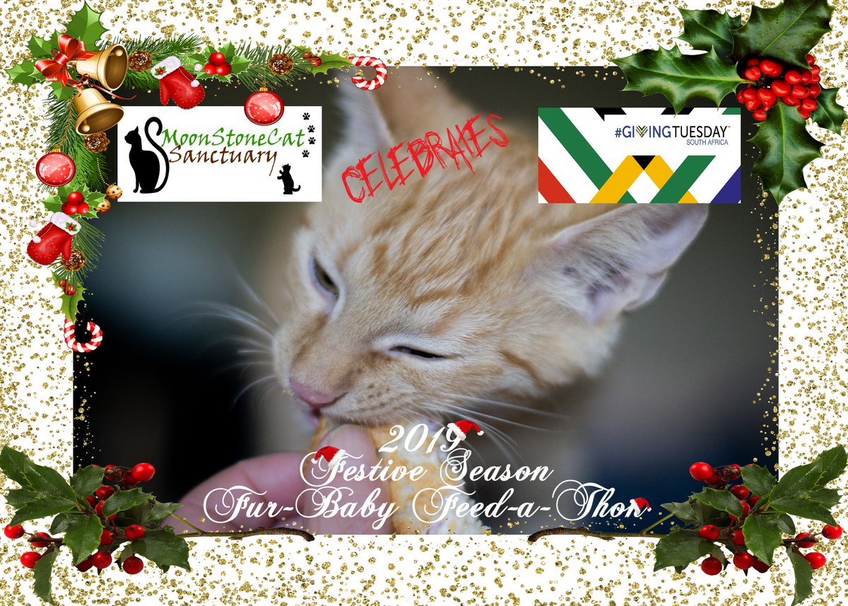MoonstonecatS's tweet photo. Join #MoonStoneCatSanctuary in celebrating 
#GivingTuesday 
 by donating to our #FestiveSeasonFurBabyFeedAThon
R300 buys a 1 month Meal ticket for one of our residential cats, R90 buys a 1-Week Meal Ticket for a Feral Cat in our community.
Any donations accepted. https://t.co/QFSdpVhvSh