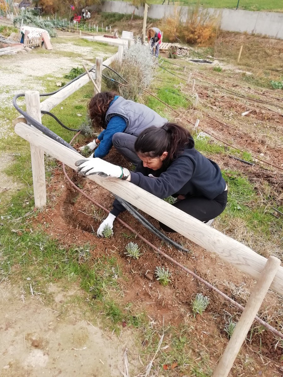 fondonatural's tweet photo. Mañana de #voluntariado, fresquita y entretenida en la #Minireserva de #hortals de Zaragoza. Restauramos un seto con lavandas y romero, y preparamos el relleno del #hoteldeinsectos.  @FBiodiversidad @MiniReservas #zaragozanatural @TCVtweets @ebropolis @AragonVoluntari https://t.co/Rsrr8ujrow