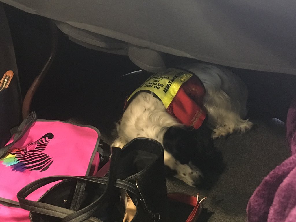 #MollyDog is very put out. Nothing on the agenda applies to her. Unless workforce planning and commitments to health professionals also extends to 4 legged staff (#AssistanceDogs).  She provides medical and personal care and saves money through faster diagnostics! #NHSAssembly