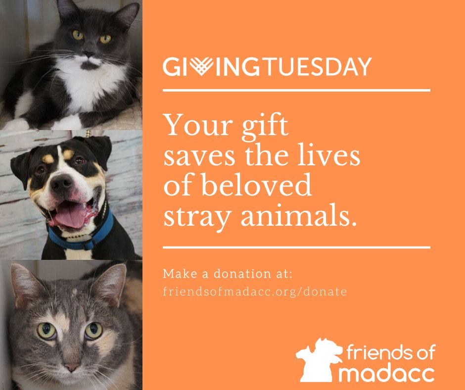 Today is #GivingTuesday, will you consider making a donation to Friends of MADACC? Gifts, big or small, make a huge impact on the lives of stray animals in Milwaukee. Donate now: friendsofmadacc.org/get-involved/d…