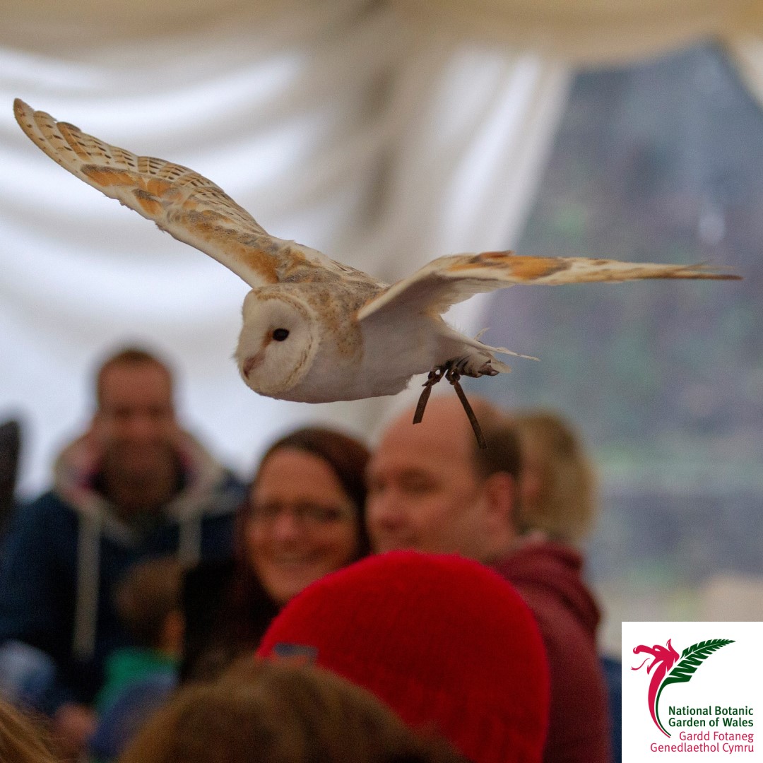 walesbotanic's tweet photo. Plenty of festive fun at the Garden this #December with our #ChristmasCraftFair on the 14th &amp;15th. Santa and his friends will also be visiting the Garden.

Why not book one of our many free #Sustainable #Christmas Workshops or come see our fabulous Family #OwlShow @ukbirdsofprey https://t.co/lc5tv39MgI