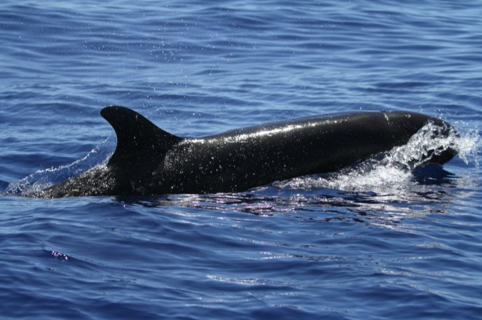 Akjinbts's tweet photo. 🐳 INTRODUCING JIN'S EEBAMIE🐳

Following Jins creation of Kore and his love for animals a false killer whale is adopted and named after Jin's song💜

This adoption will help Pacific Whale foundation to research and preserve whales 🐳

@BTS_twt #KoreForJin #JINDAY #SEOKJIN #석진 https://t.co/zfqz0GeO8T