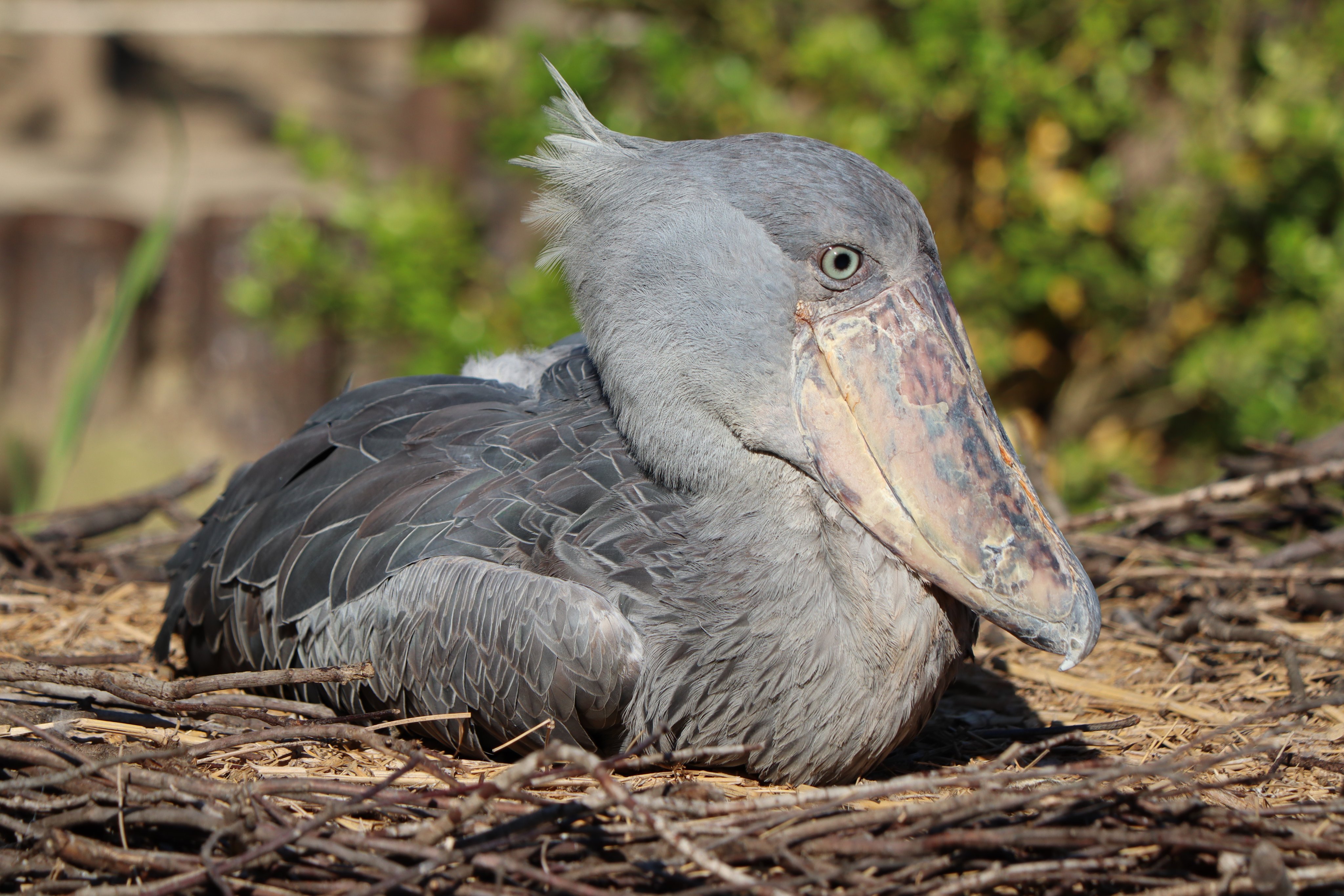 塩ら めん 故 とと ハシビロコウ 高知県立のいち動物公園 初めてのいちに行った時に この広い放飼場でじーっとしていたのが忘れられない 14年8月10日没 T Co Vnh22vmixj Twitter