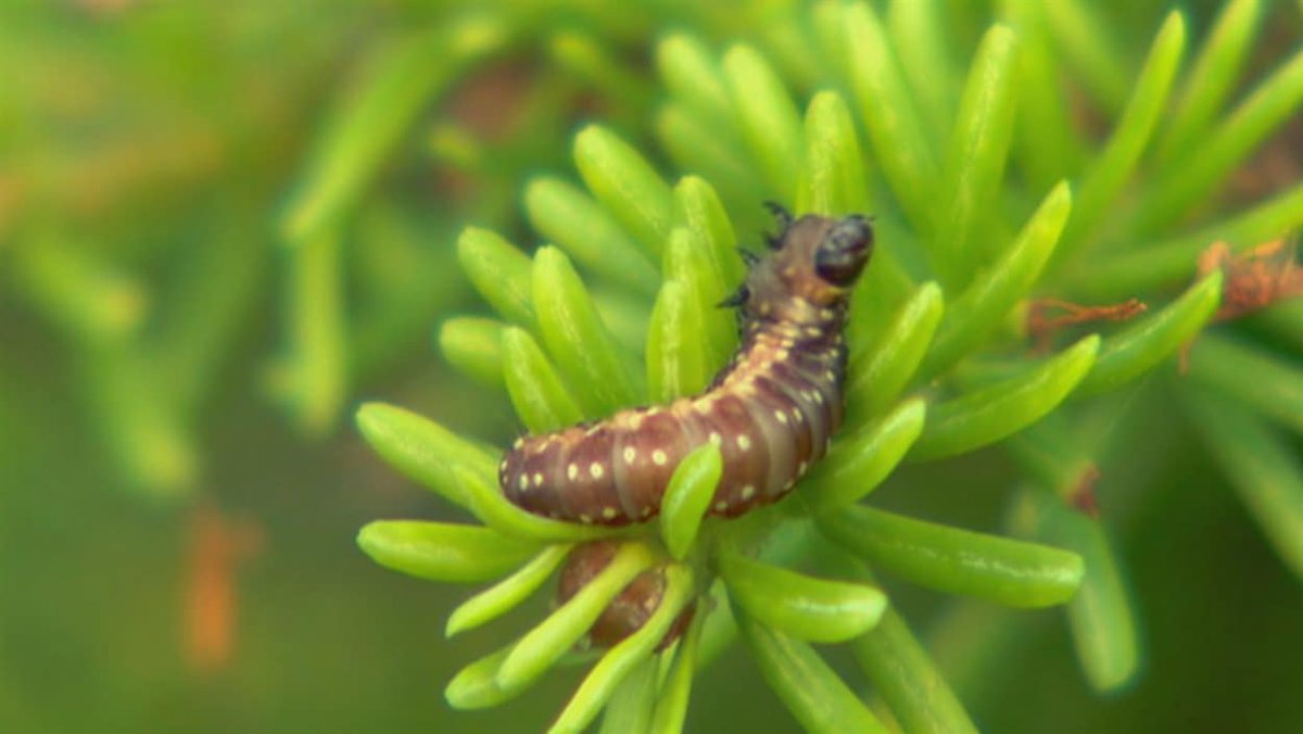 Tordeuse: amélioration au programme de protection et augmentation des investissements pour le reboisement en forêt privée bit.ly/2qZTVLL
#PDufourOfficiel #MFFP #
