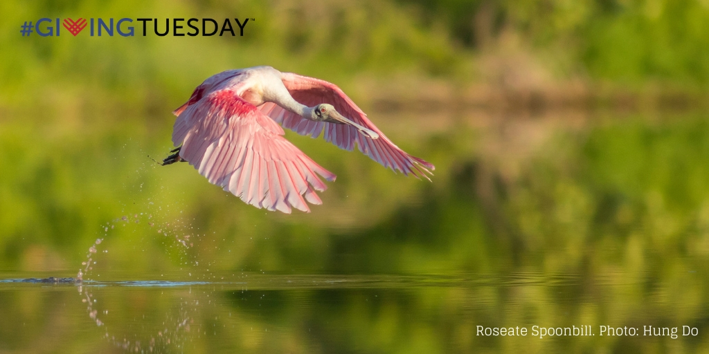 tropicalaudubon's tweet image. This #GivingTuesday, help keep South Florida’s voice of conservation clear and strong! Become a TAS member, donate, or volunteer with TAS and give back however you can!

Check our website and see how you can give back today: tropicalaudubon.org