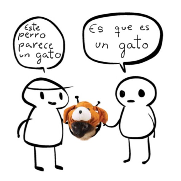 perroparecegato's tweet photo. https://t.co/0XandH1YMK