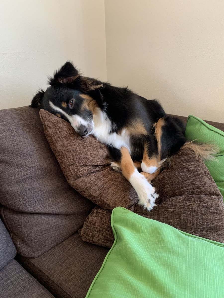 EmmaPatek's tweet photo. @aussiesdointhgs my two babies: Athena and Ares https://t.co/V8hCjovqDD