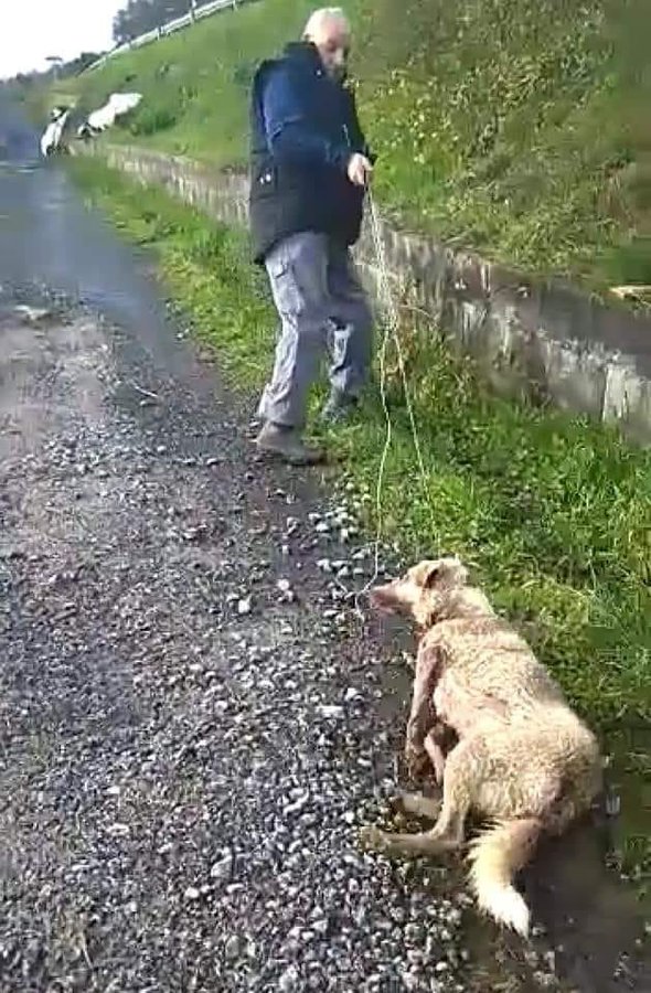 🔴 ¡#ÚltimaHora! Ya hemos presentado en el Juzgado de Chantada la denuncia penal contra el cazador que disparó a su perra, la golpeó y la arrastró por el suelo todavía con vida.

Iremos hasta el final para conseguir la máxima pena contra este indeseable.

¡Dentro hilo! 👇🏼 (1/4)