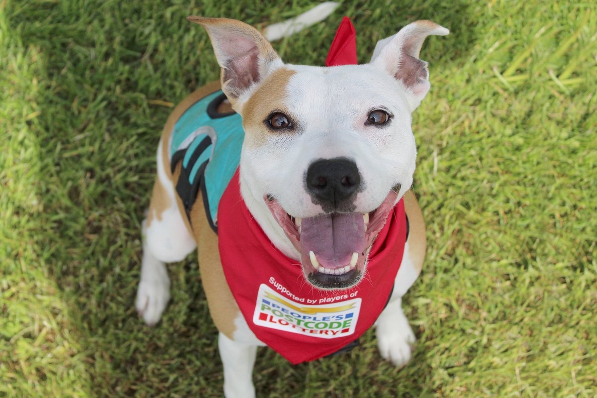 Players of People’s @PostcodeLottery have raised an amazing £500 million for good causes, including £12.3 million for Dogs Trust! Helping us fund expert staff, enabling us to give our dogs all the TLC they need whilst they wait to find new homes. THANK YOU! #TogetherForCharity