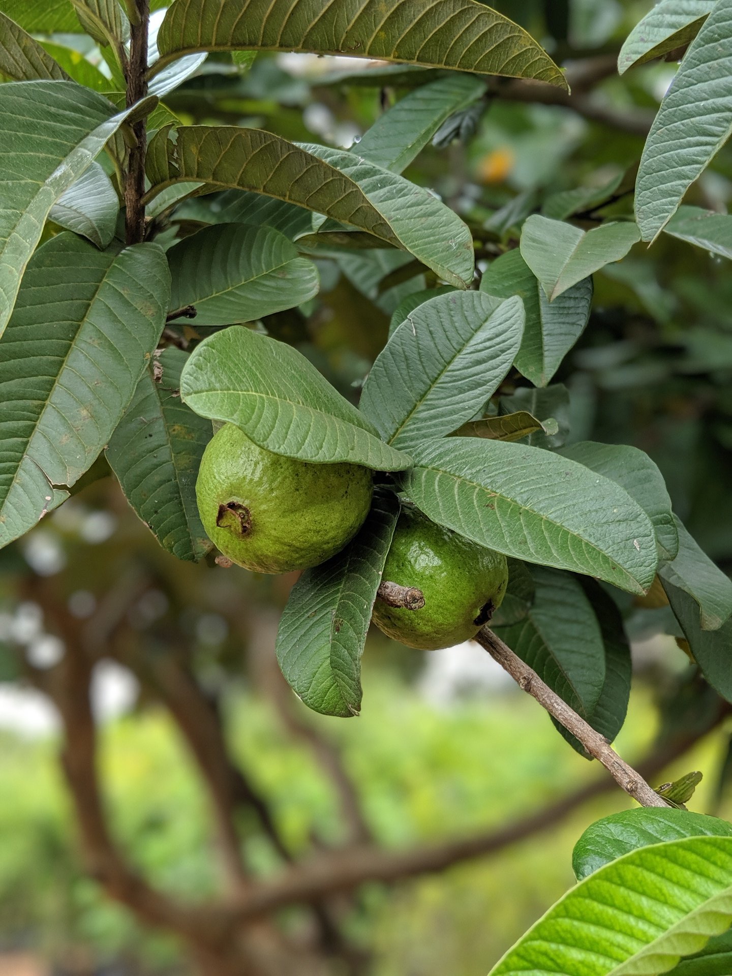 Nandita Iyer on Twitter "Visited an exclusive organic fruit nursery