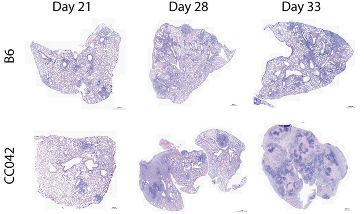 Functionally overlapping variants control tuberculosis susceptibility in collaborative cross mice <a href="/ASMicrobiology/">ASM</a> skyw.io/mWeI4l