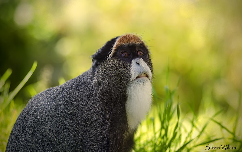 primatweeps's tweet photo. The #FancyMoustache - #WhoWearsItBest?
Red-tailed guenon (Cercopithecus ascanius)
(left) 📷 Angi English, CC BY-NC 2.0
vs.
De Brazza’s monkey (Cercopithecus neglectus)
(right) 📷 Steve Wilson, CC BY 2.0
#PrimatePlaytime #SciComm #Primatweeps #PrimateTrivia #Primatology https://t.co/KGdcp35CBu