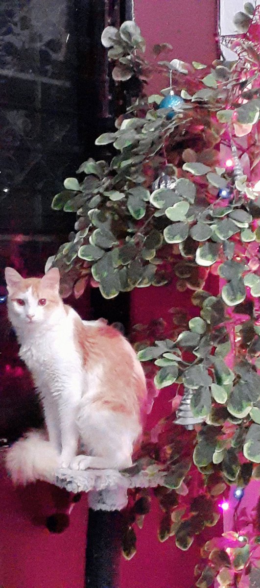 JuliaAbogata's tweet photo. Ni es mi gato, es mi amor y mi amor, lo adoro estoy loca por el, los que para unos es basura en una bolsa tirada a un pantano, para otros es el tesoro más preciado de mi alma #MiGatoyYo  #Manekey https://t.co/n7a6eNbTQP