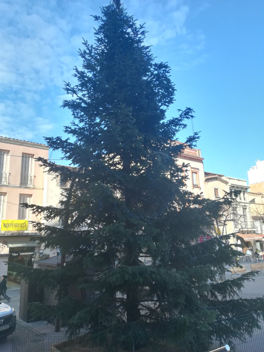 qfornes's tweet photo. Es pot celebrar el Nadal sense arbres d'un sol ús. Millor guarnir els q ja tenim plantats. #aturemcanviclimatic     @ajlagarriga #sostenibilitat @neusmt @rsilenci @Sistomatiques @carmefarrerons @MiquelSebastia @Rperezcav @ConxaBanus https://t.co/YQ9ZrjfQoP