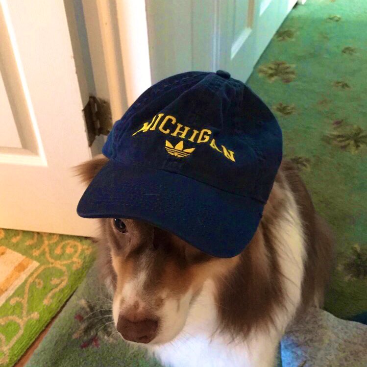 On this #GivingBlueday the tweet that receives the most RTs gets $1,000 &amp; who could say no to this cute face 💘