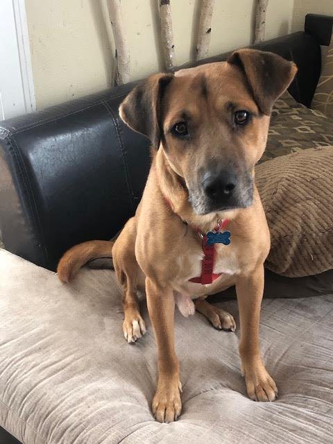 Furry Friends Refuge tweet media