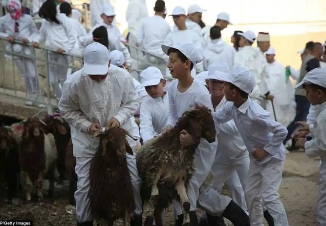 toplumvetarih's tweet image. Eski geleneği canlı bir şekilde yaşatan #Samiri ritüelinin merkezinde "erkek çocuk"ların bulunduğu açıktır.
Kendi sunularını kendileri yiyen, yani  geçmişte #İçKanibalizm uygulayan bu tür topluluklar, kaçınılmaz olarak eriyip yok olmakta, gizli sekt halinde dağılmak durumundadır.