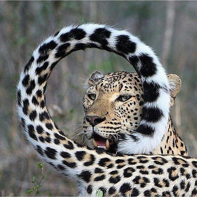 Warriors4Wildlife_Int™ 🌐Ⓥ🐾 tweet media