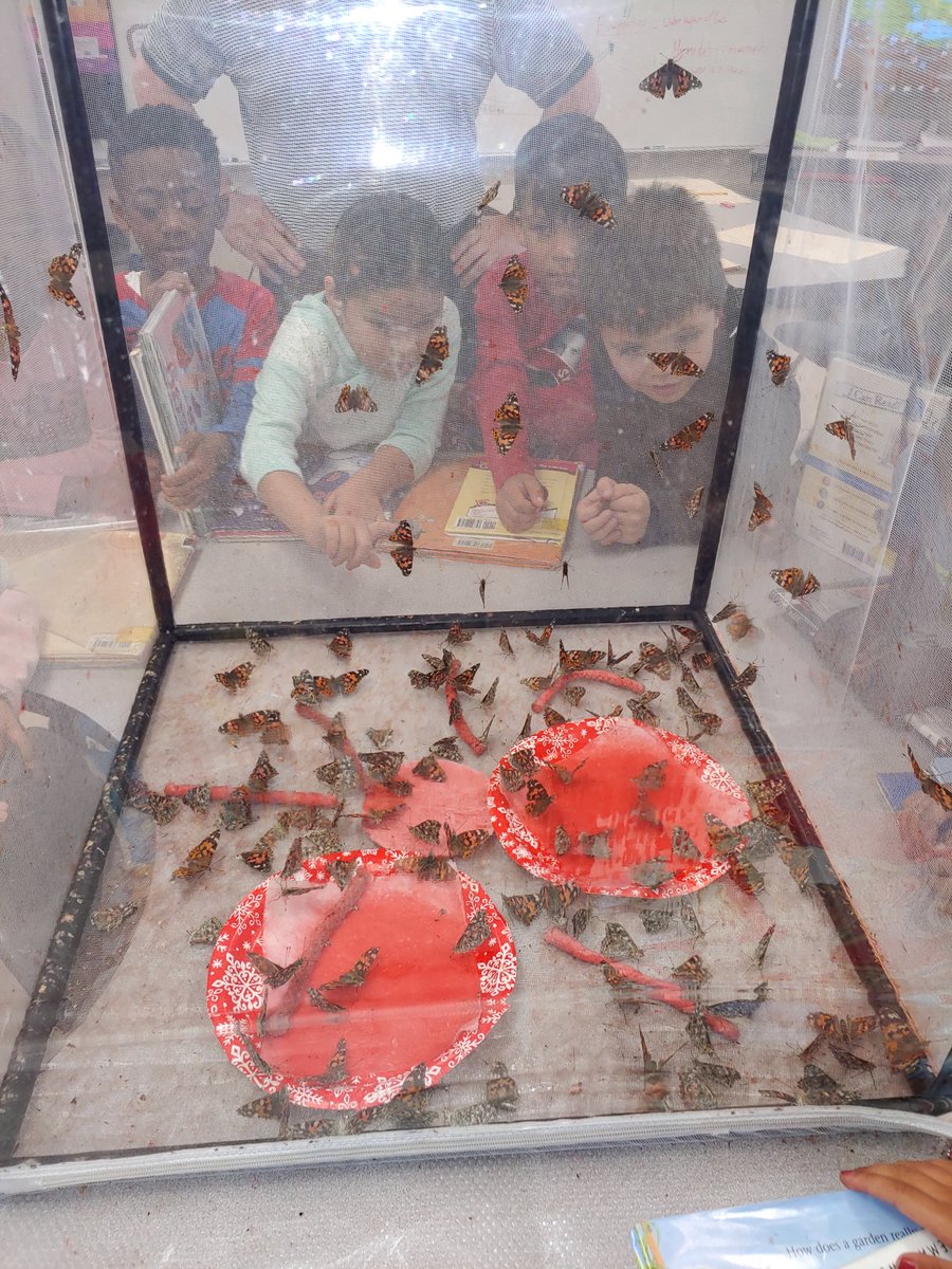 BookerPreK's tweet photo. They are truly amazed! They observed over 100 butterflies!!
@Krusscience @MRobinsonElem https://t.co/sM9h9dTmhe