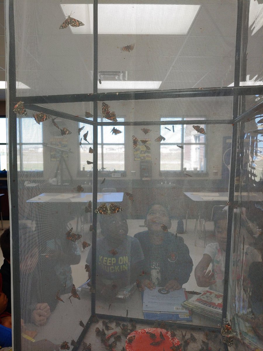 BookerPreK's tweet photo. They are truly amazed! They observed over 100 butterflies!!
@Krusscience @MRobinsonElem https://t.co/sM9h9dTmhe
