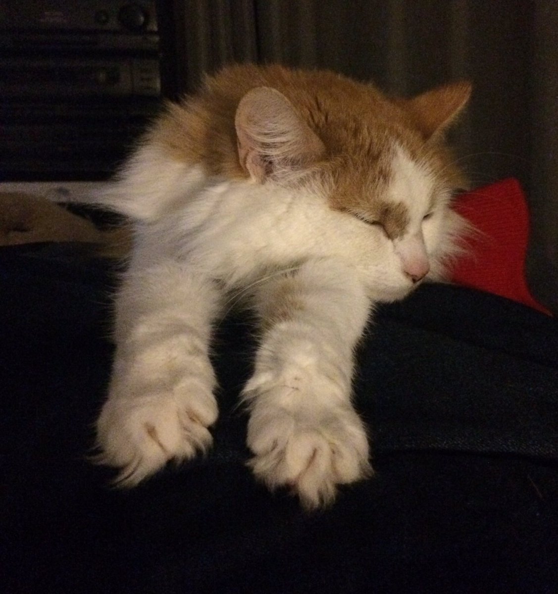 Poplifer73's tweet photo. It’s a hard life.
Monkey cat.
#Cat #MonkeyCat #CheshireCat #CatsOfCheshire #ACatsLife #FamilyCat https://t.co/HZmc4lauwE