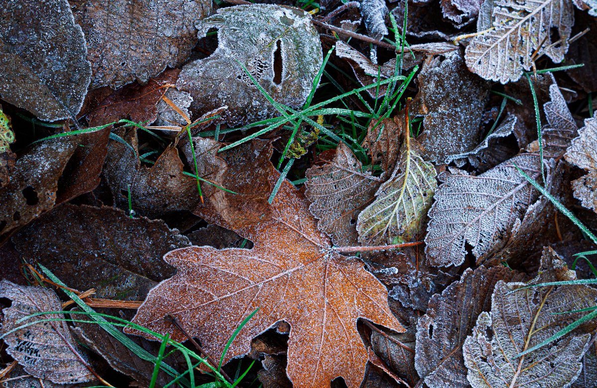 Rabbit11111's tweet photo. These leaves have the most sparkly personality. #microlandscapes #landscapephotography #hiddengrovetrails https://t.co/wczDuwaxdc