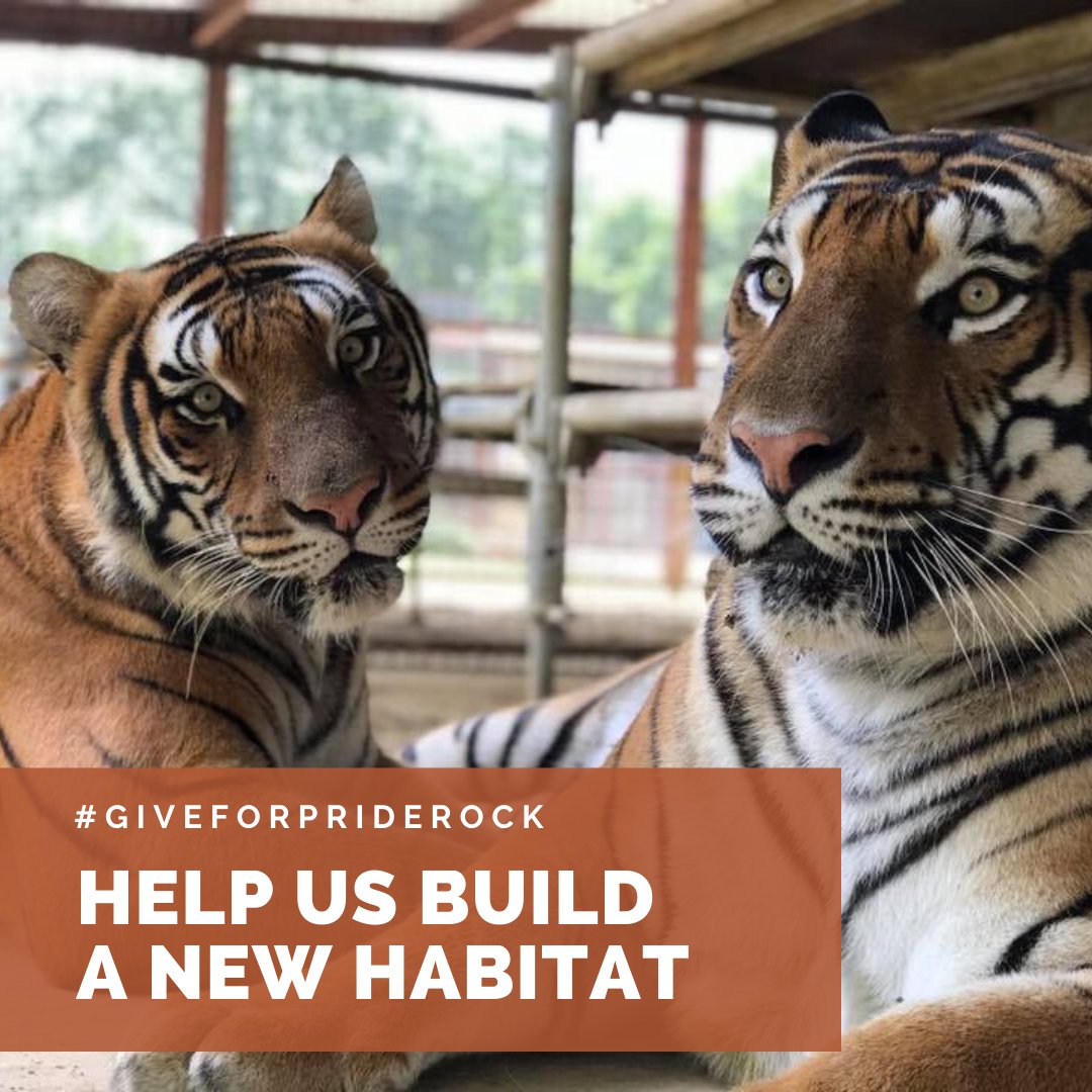 This #GivingTuesday, anything you donate will go toward the supplies, materials, and labor to build an additional enclosure for future wild animals needing a forever home. #GiveForPrideRock 

priderock.harnessapp.com/wv2/campaign/1…