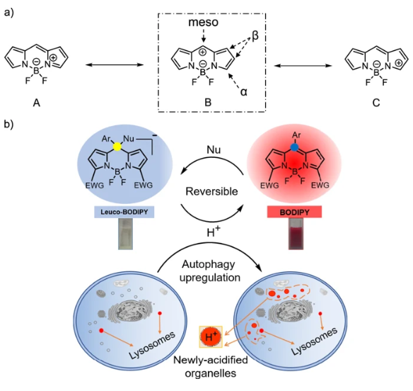 CommsBio's tweet photo. Real-time monitoring of newly acidified organelles during autophagy enabled by reaction-based BODIPY dyes https://t.co/uoDdGA9Kww https://t.co/G0IEslrOIc