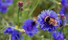 Revolutionary Earth tweet media