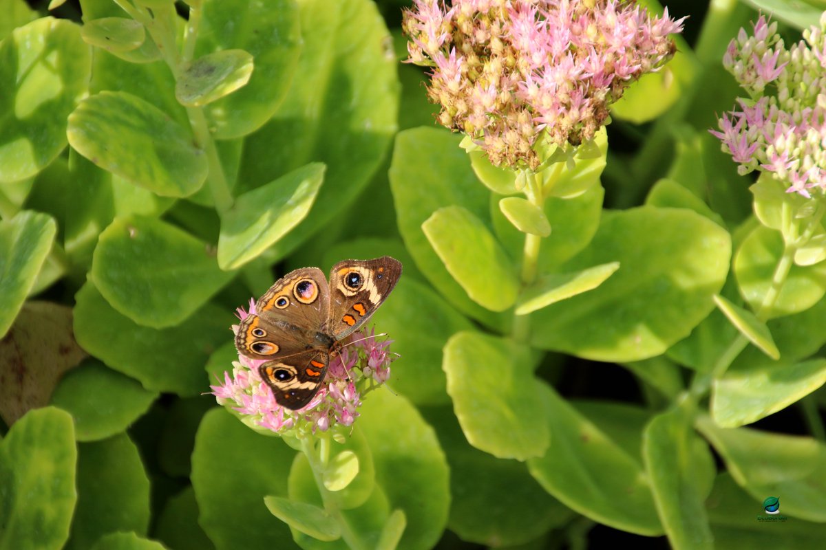EcoBorder's tweet photo. Buckeye Butterfly!
🦋🌿
#TuesdayTreat #butterflies https://t.co/lOYbYwasIg